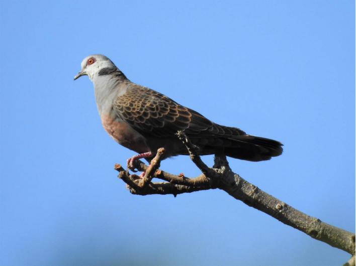 Oriental turtle dove